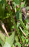 Northern slender lady's tresses